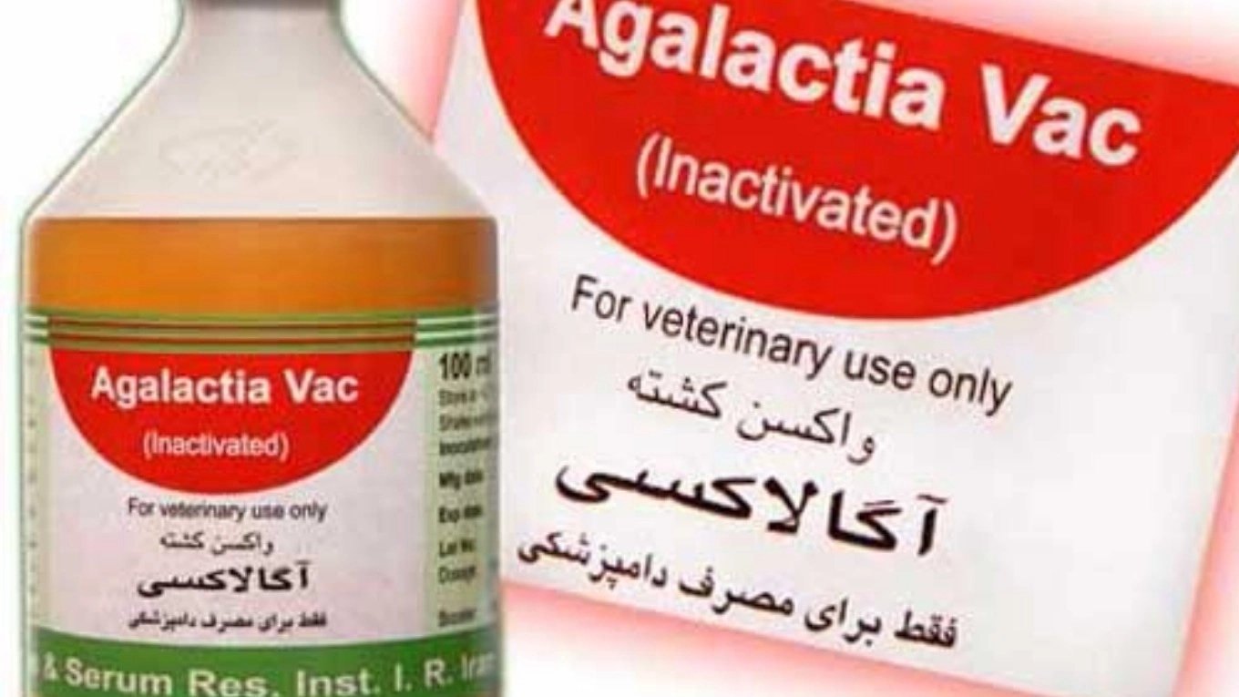 Hayvan aşıları ile tanışma (Agalaxia aşısı)
