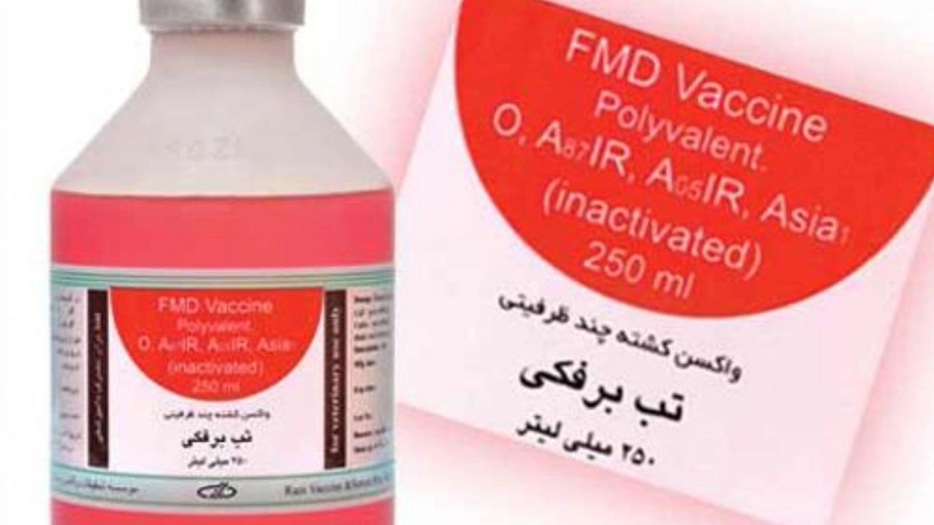 الإلمام باللقاحات الحيوانية (لقاح الحمى القلاعية)