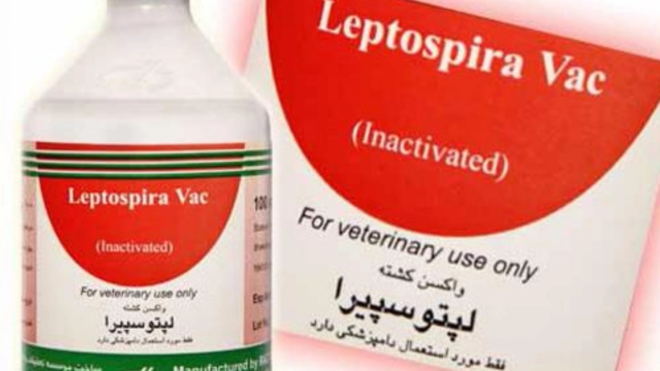 Hayvan aşılarına aşinalık (leptospira aşısı)