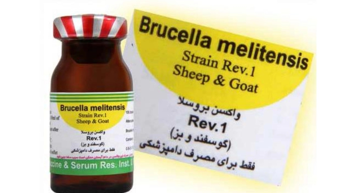 Hayvancılık aşılarına giriş (koyun ve keçi bruselloz aşısı (REV-1))
