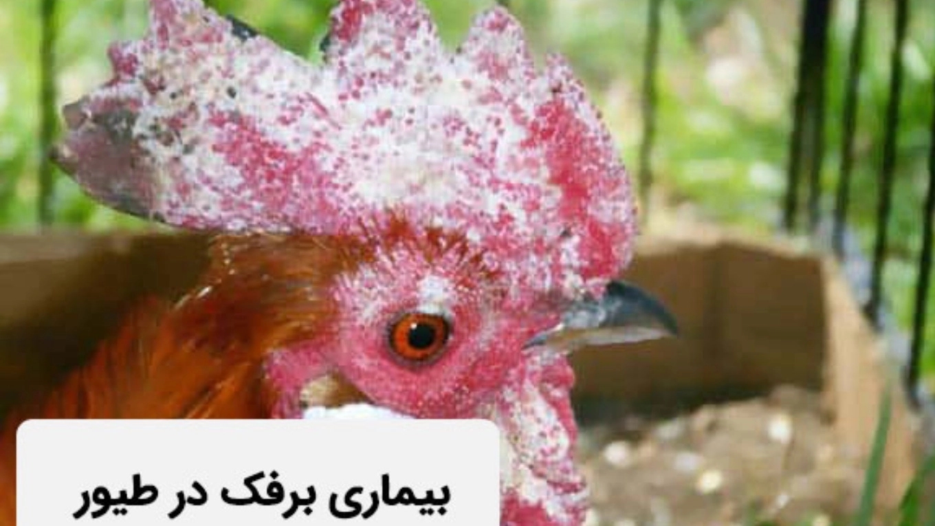 thrush disease