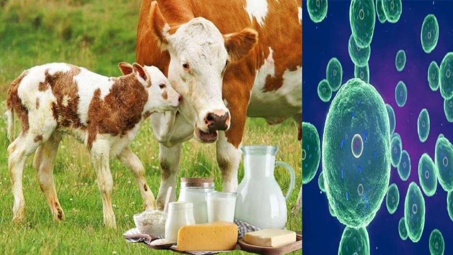 brucellosis