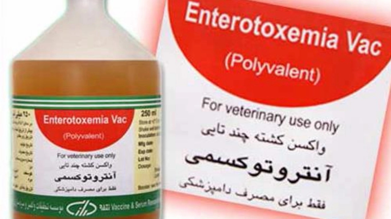 الإلمام باللقاحات الحيوانية (لقاح التسمم المعوي الرباعي)