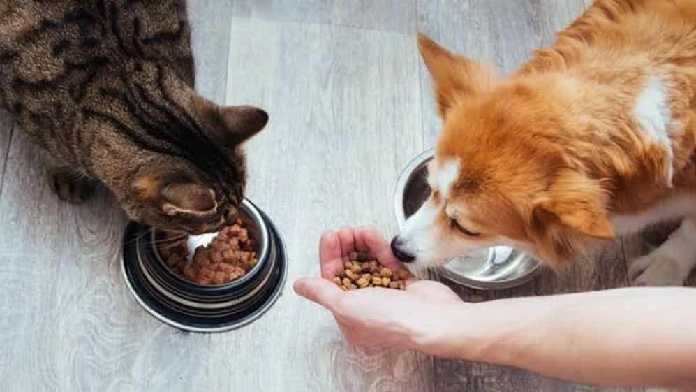 خرید غذای خشک سگ و گربه در پت شاپ خمام