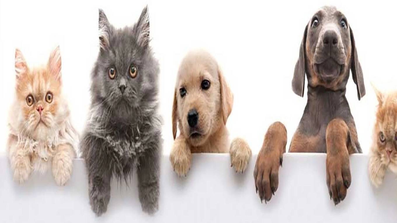 داروخانه دامپزشکی دکتر رضازاده در خمام گیلان