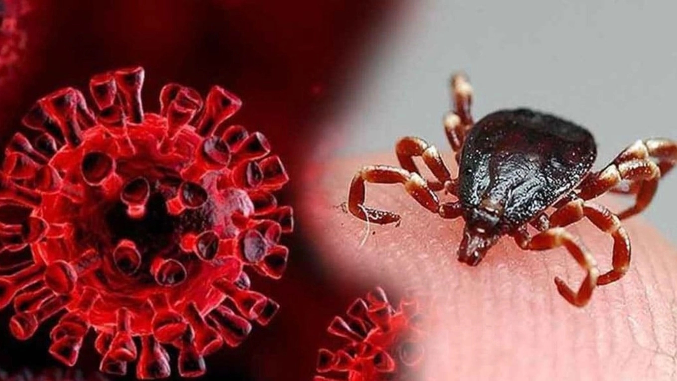 Cream hemorrhagic fever Cream hemorrhagic fever